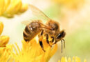 The Sleep of Bees: A Surprisingly Human Experience