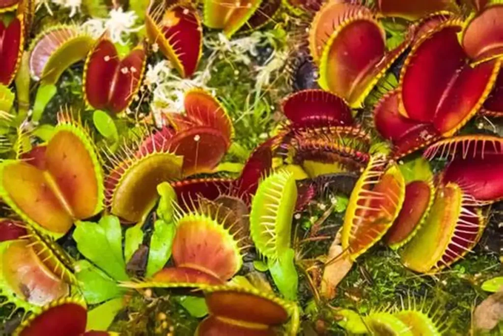 Carnivorous Flora — Close-Up of a Hunting Plant A close-up view of a carnivorous plant capturing its prey, highlighting the structure and colors of its trap.