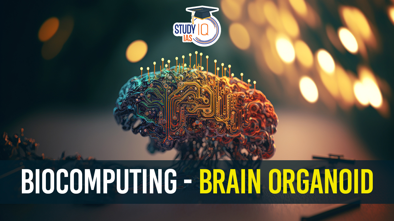 Brain organoid connected to a microelectrode array, functioning as a biological computing system.