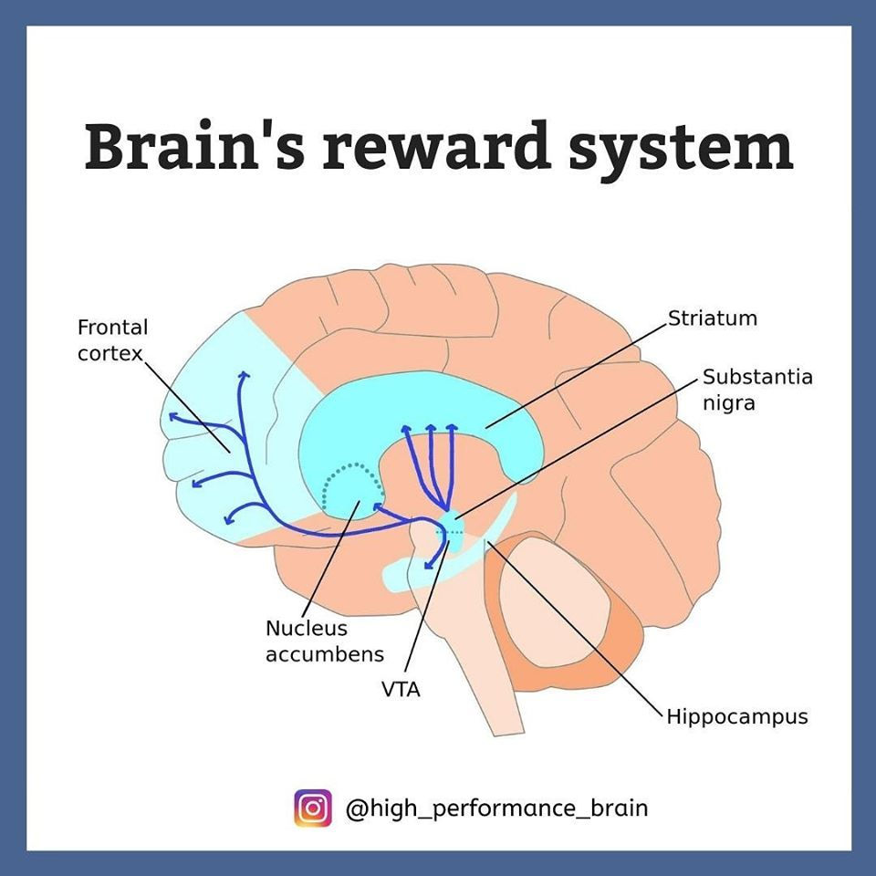 Conceptual illustration of the brain’s reward system showing dopamine pathways involved in motivation.