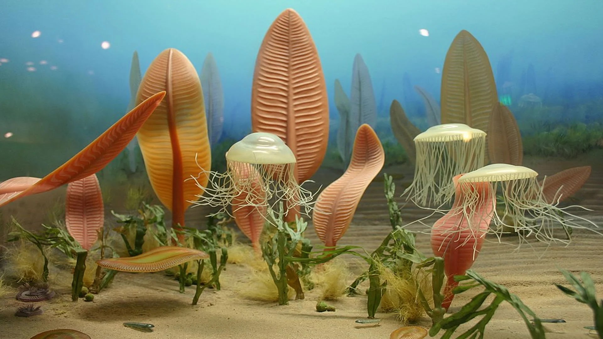 A softly lit sandstone slab showing the intricate fossil imprint of an Ediacaran organism, its delicate patterns preserved by ancient mineralization.