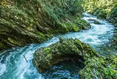 Fast‑flowing river cutting through a rocky forest gorge, with clear water rushing over moss‑covered stones