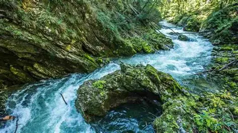 Fast‑flowing river cutting through a rocky forest gorge, with clear water rushing over moss‑covered stones