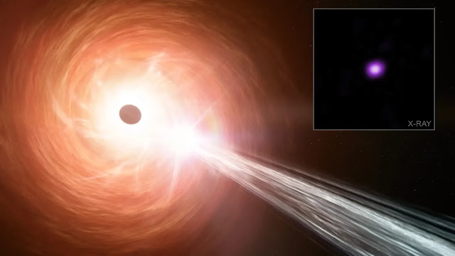 Primordial Black Hole candidate QSO1 observed by JWST in the early universe