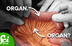 Close‑up view of the human intestine held open during examination, showing internal folds and tissue structures for anatomical study.