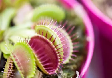 The Plants That Hunt — Carnivorous Flora Beyond the Venus Flytrap