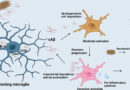 early activated microglia diagram showing how microglial activation progresses from resting state to excessive activation in Alzheimer’s disease