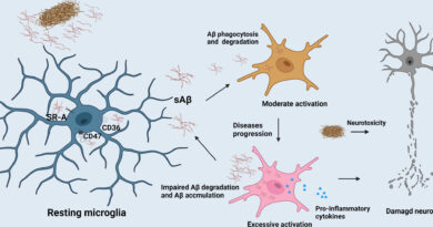 early activated microglia diagram showing how microglial activation progresses from resting state to excessive activation in Alzheimer’s disease