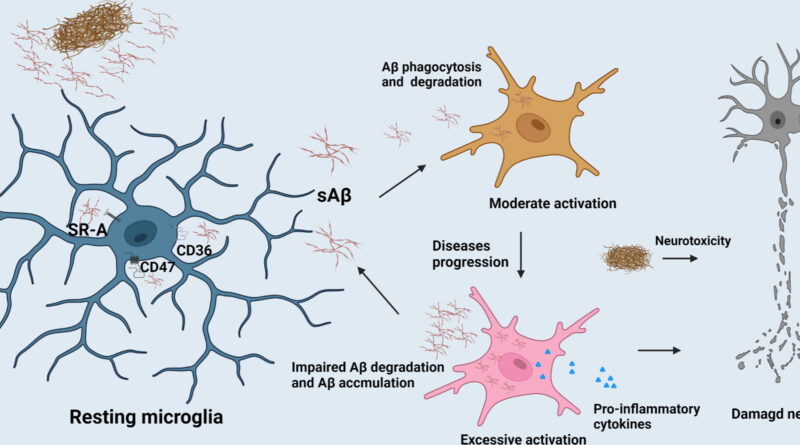 early activated microglia diagram showing how microglial activation progresses from resting state to excessive activation in Alzheimer’s disease