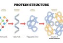universal pneumonia vaccine protein structure diagram