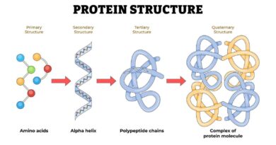 universal pneumonia vaccine protein structure diagram