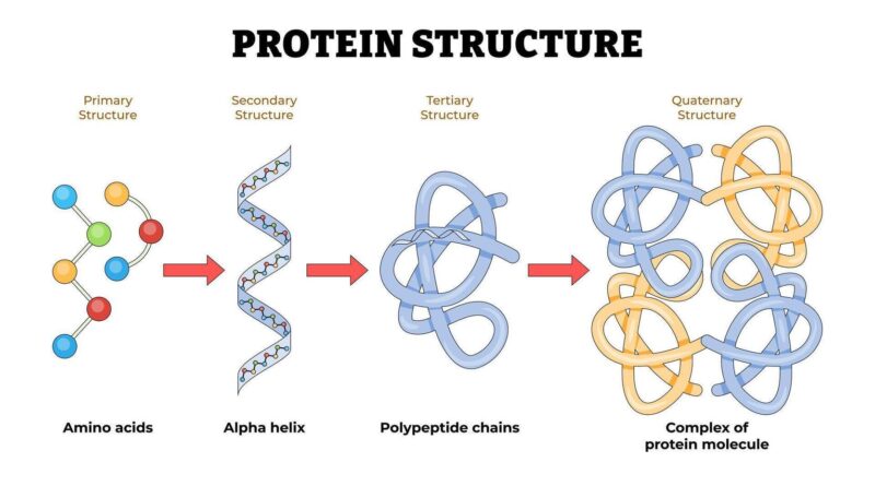 universal pneumonia vaccine protein structure diagram