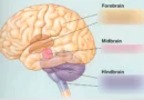 Illustration of the human brain showing forebrain and hindbrain as two separate fused organs