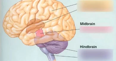 Illustration of the human brain showing forebrain and hindbrain as two separate fused organs
