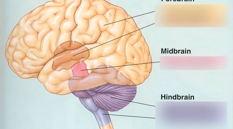 Illustration of the human brain showing forebrain and hindbrain as two separate fused organs